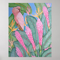 Moluccan Cockatoo Poster
