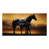 Mom and Baby colt Picture Card