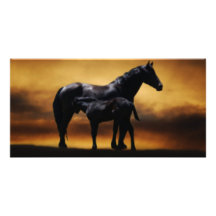 Mom and Baby colt Picture Card