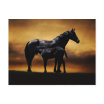 Mom and Baby colt Postcards