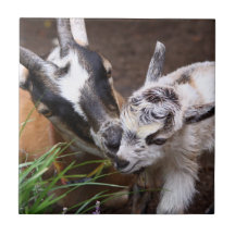 Mom and Baby Goat Tile