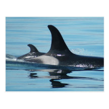 Mom and Baby Orca Postcards