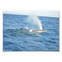 Mom and Baby Whale Photograph
