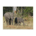 Mom and Happy Elephant Calf Postcard