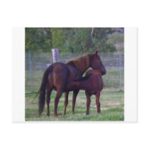 Mom & Baby Horse Postcard