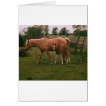 Moma horse and baby horse cards