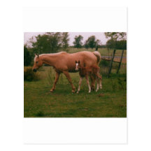 Moma horse and baby horse post card