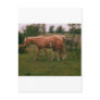 Moma horse and baby horse post card