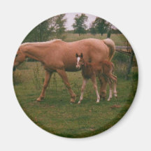 Moma horse and baby horse refrigerator magnet