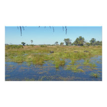 Mombo Island with Buffalo Photo Print