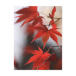 MOMIJI POST CARDS
