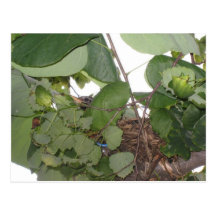 mommyrobin postcard