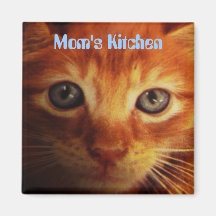 Mom's Kitchen, blue eyed yellow kitten Fridge Magnets