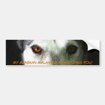 Mon adhésif pour pare-chocs de Malamute d'Alaska Autocollant Pour Voiture