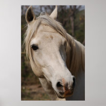 Mon visage de cheval posters