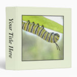 Monarch Butterfly Caterpillar Exploring A Milkweed Binder