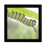 Monarch Butterfly Caterpillar Exploring A Milkweed Gift Box