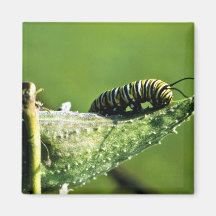 Monarch Butterfly Caterpillar Refrigerator Magnet