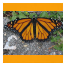 Monarch Butterfly Custom Invite