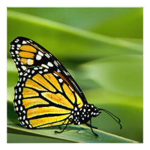Monarch Butterfly Design Invitations