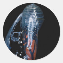 Monarch butterfly emerging sticker