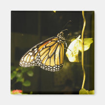 Monarch Butterfly Fridge Magnets