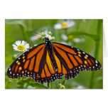 Monarch Butterfly Greeting Card