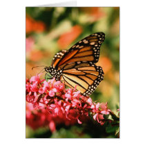Monarch Butterfly notecards cards