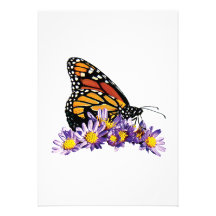 Monarch Butterfly on Asters Announcement