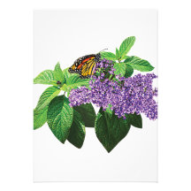 Monarch Butterfly on Heliotrope Announcements