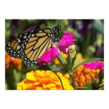 Monarch Butterfly on pink marigold-invitations