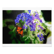 Monarch Butterfly on Purple Flowers Photo Print