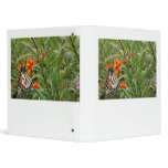 Monarch butterfly on red orange flower plant binders