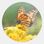 Monarch Butterfly on Siberian Wallflowers Round Stickers