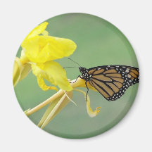 Monarch butterfly on yellow flower simple back fridge magnets