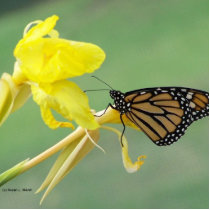 Monarch butterfly on yellow flower simple back photo sculpture