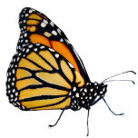 Monarch Butterfly Cut Out