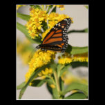 Monarch Butterfly postcards