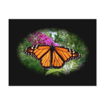 Monarch Butterfly Postcard