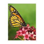 Monarch Butterfly Post Card