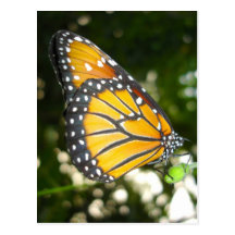 Monarch Butterfly Postcard