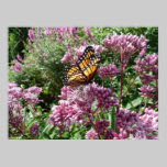 Monarch Butterfly posters