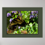 Monarch Butterfly Posters
