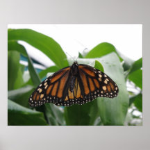 Monarch Butterfly Print