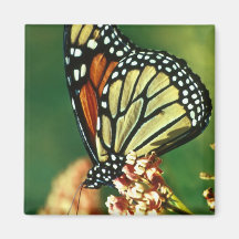 Monarch Butterfly Refrigerator Magnet