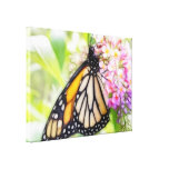 Monarch Butterfly Sipping Nectar Gallery Wrap Canvas