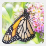 Monarch Butterfly Sipping Nectar Stickers
