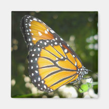 Monarch Butterfly Square Magnet