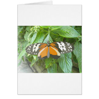 monarch butterfly vector art animation cartoon greeting cards