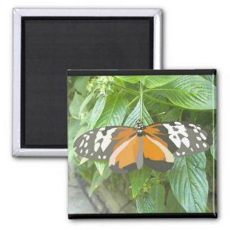 monarch butterfly vector art animation cartoon fridge magnet